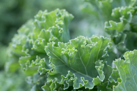 How to Get Your Kids to Eat Dark Leafy Greens